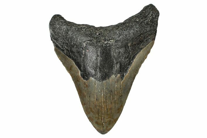 Fossil Megalodon Tooth - North Carolina #351756